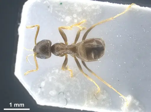 Lasius vostochni specimen