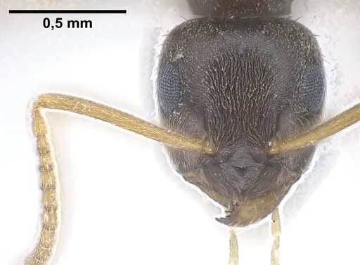 Lasius vostochni specimen