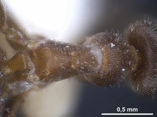 Lasius wittmeri specimen