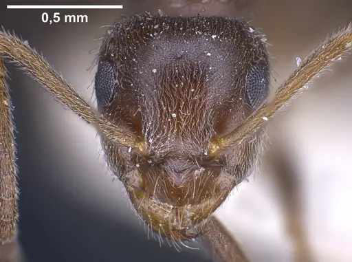 Lasius wittmeri specimen