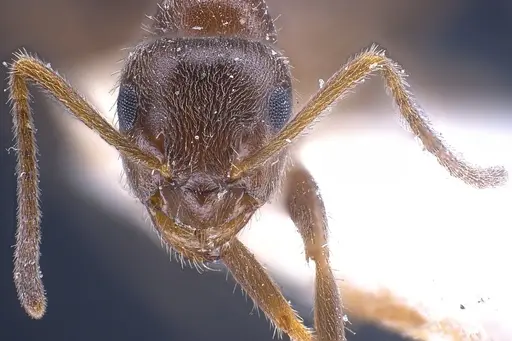 Lasius wittmeri - ANTWEB1041278