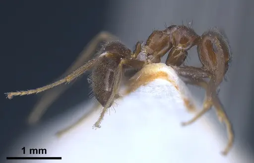 Lasius wittmeri - ANTWEB1041278