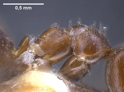 Lasius wittmeri - ANTWEB1041278