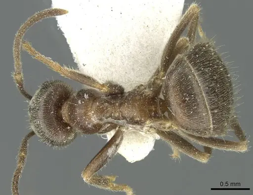 Lasius wittmeri - CASENT0912298