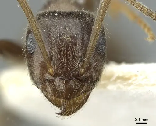 Lasius wittmeri - CASENT0912298