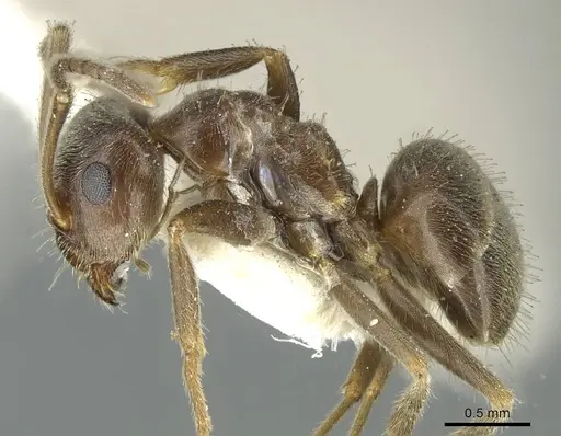 Lasius wittmeri - CASENT0912298