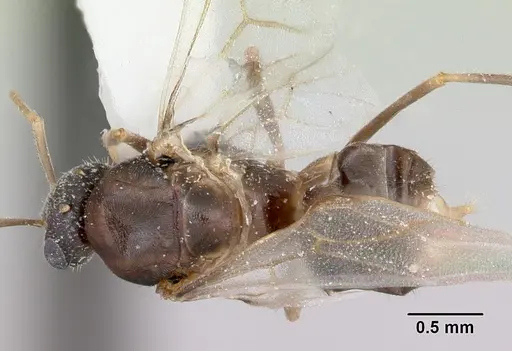 Lasius xerophilus specimen