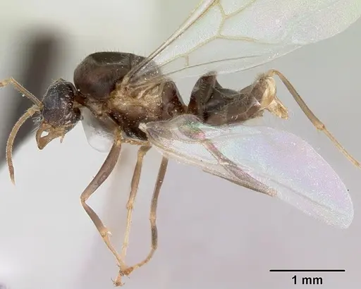 Lasius xerophilus specimen