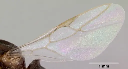 Lasius xerophilus - CASENT0103504