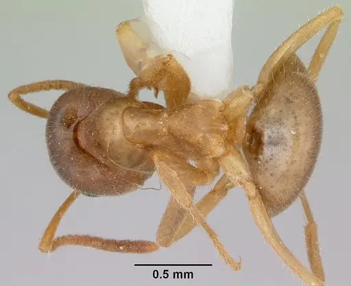 Lasius xerophilus - CASENT0103505