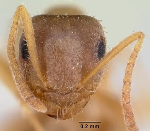 Lasius xerophilus - CASENT0103505