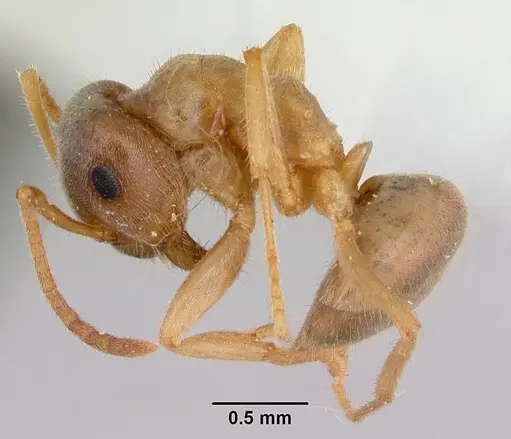 Lasius xerophilus - CASENT0103505