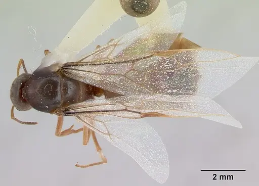 Lasius xerophilus - CASENT0103506