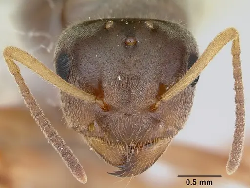 Lasius xerophilus - CASENT0103506