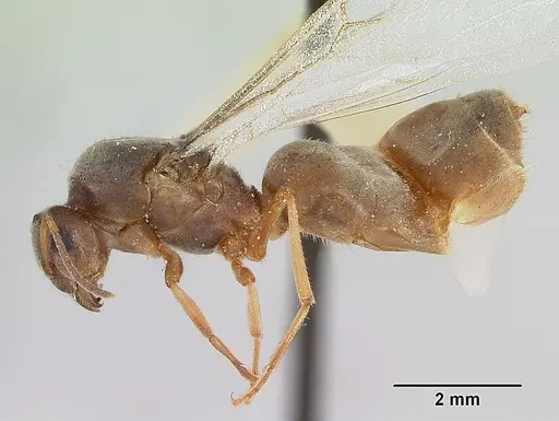 Lasius xerophilus - CASENT0103506