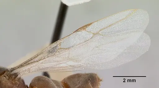Lasius xerophilus - CASENT0103506
