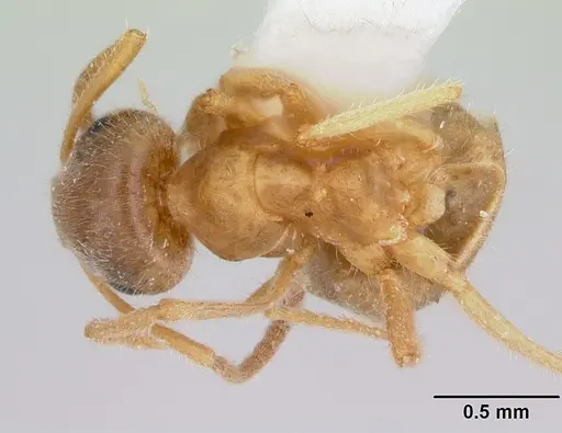 Lasius xerophilus - CASENT0103507