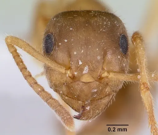 Lasius xerophilus - CASENT0103507