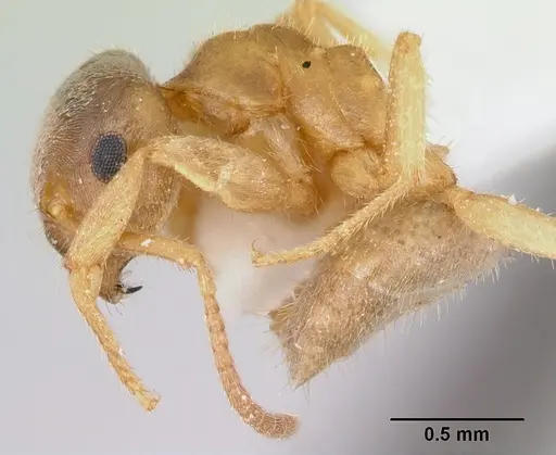 Lasius xerophilus - CASENT0103507