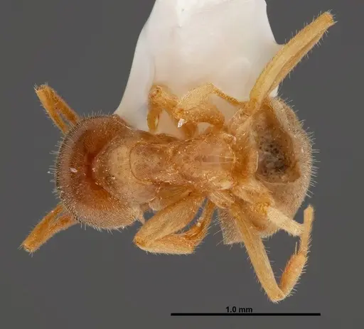 Lasius xerophilus - FMNHINS0000047298