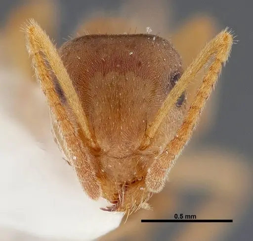 Lasius xerophilus - FMNHINS0000047298
