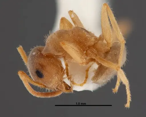Lasius xerophilus - FMNHINS0000047298