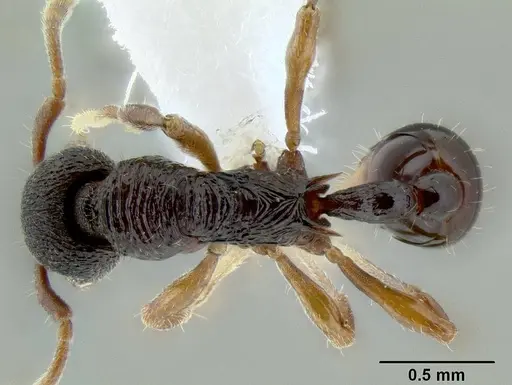 Lenomyrmex colwelli specimen