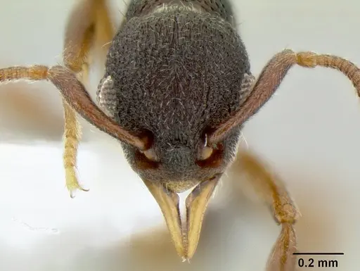 Lenomyrmex colwelli specimen