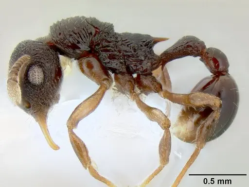 Lenomyrmex colwelli specimen
