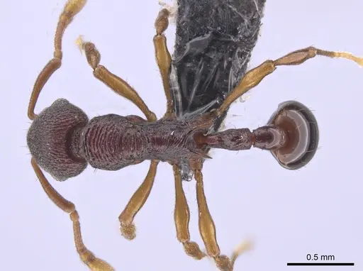 Lenomyrmex colwelli - CASENT0653691