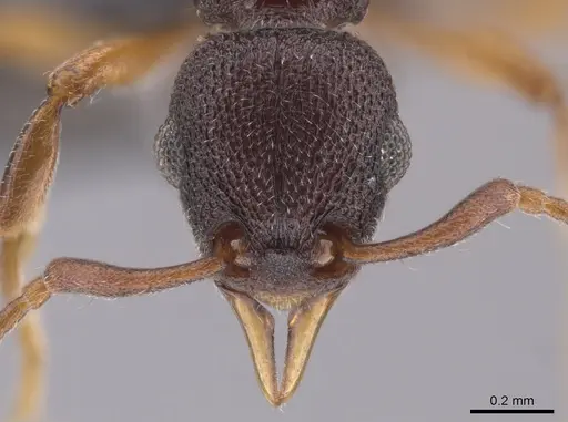 Lenomyrmex colwelli - CASENT0653691