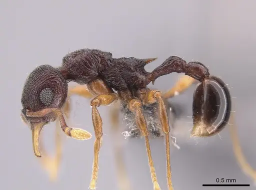 Lenomyrmex colwelli - CASENT0653691