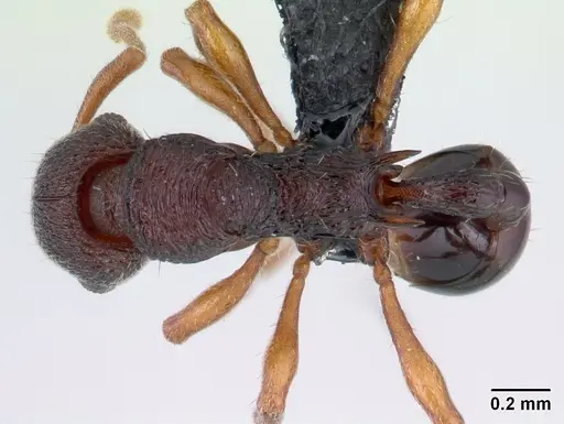 Lenomyrmex colwelli - INB0003214454