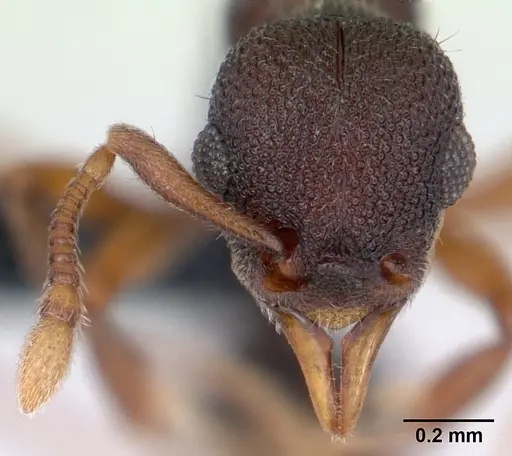 Lenomyrmex colwelli - INB0003214454