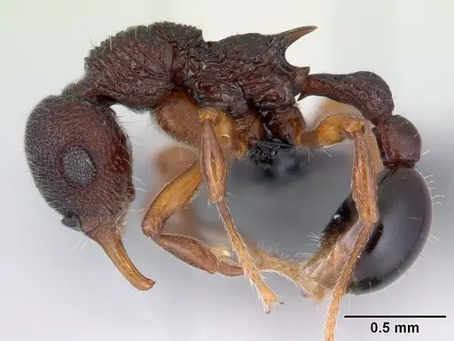 Lenomyrmex colwelli - INB0003214454
