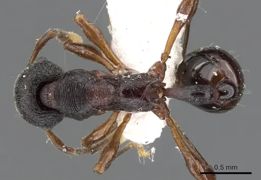 Lenomyrmex mandibularis specimen