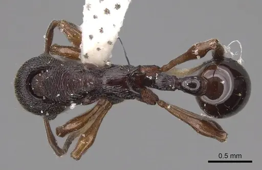 Lenomyrmex mandibularis - CASENT0922901