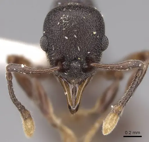 Lenomyrmex mandibularis - CASENT0922901