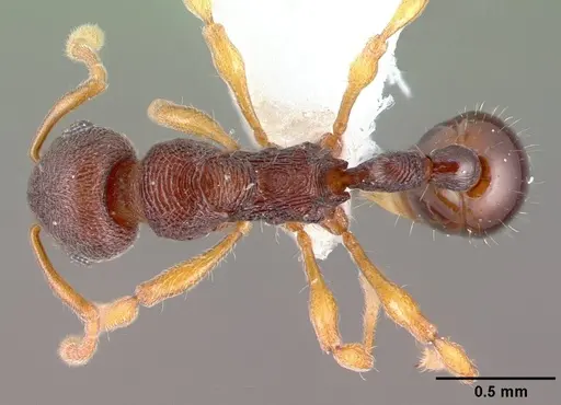 Lenomyrmex wardi specimen