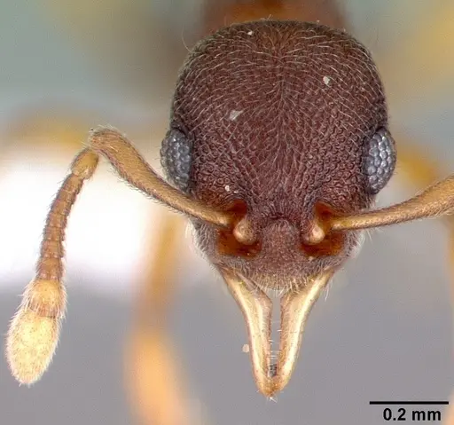 Lenomyrmex wardi specimen