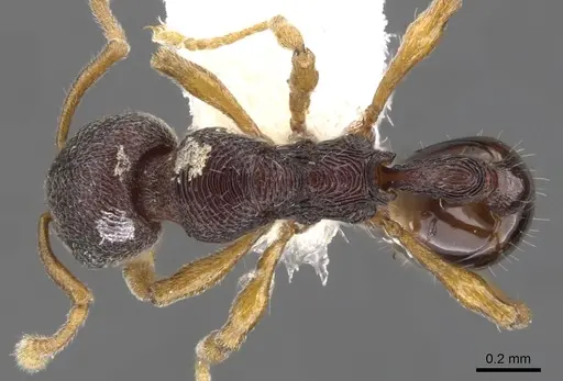 Lenomyrmex wardi - CASENT0901261