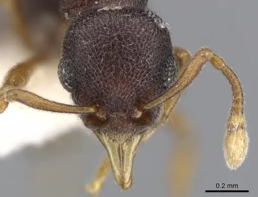 Lenomyrmex wardi - CASENT0901261