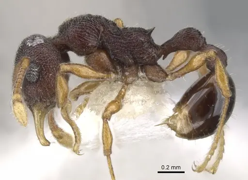 Lenomyrmex wardi - CASENT0901261