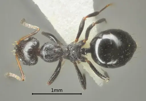 Lepisiota acuta specimen