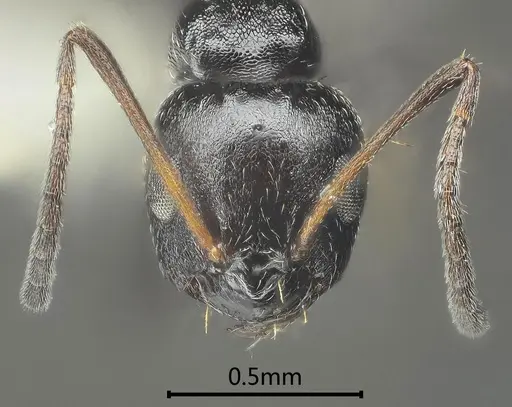 Lepisiota acuta specimen