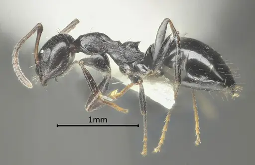 Lepisiota acuta specimen