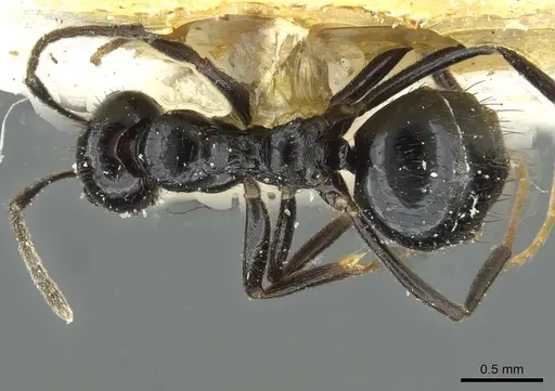 Lepisiota affinis specimen