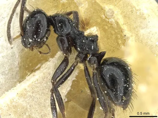 Lepisiota affinis specimen