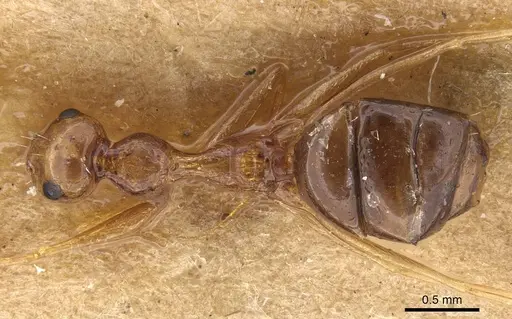 Lepisiota ajjer specimen