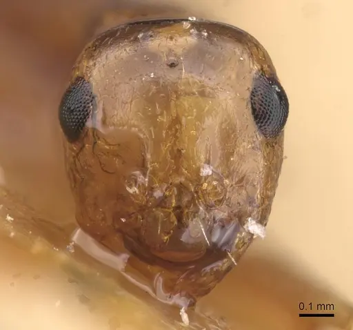 Lepisiota ajjer specimen